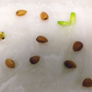 水耕栽培,サクランボ♡,無農薬野菜,再生野菜,催芽処理の画像