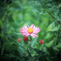 アスター,カメラ好き☆,ぐるぐるボケ,俣野別邸庭園,canonの画像