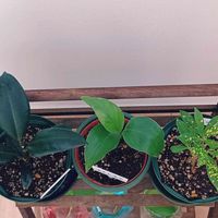 クロトン,フィカスバーガンディ,ストレリチア,観葉植物,フィカス属の画像