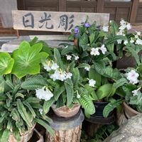 ストレプトカーパス,マユハケオモト,白いお花,鉢植え,スマホで撮影の画像