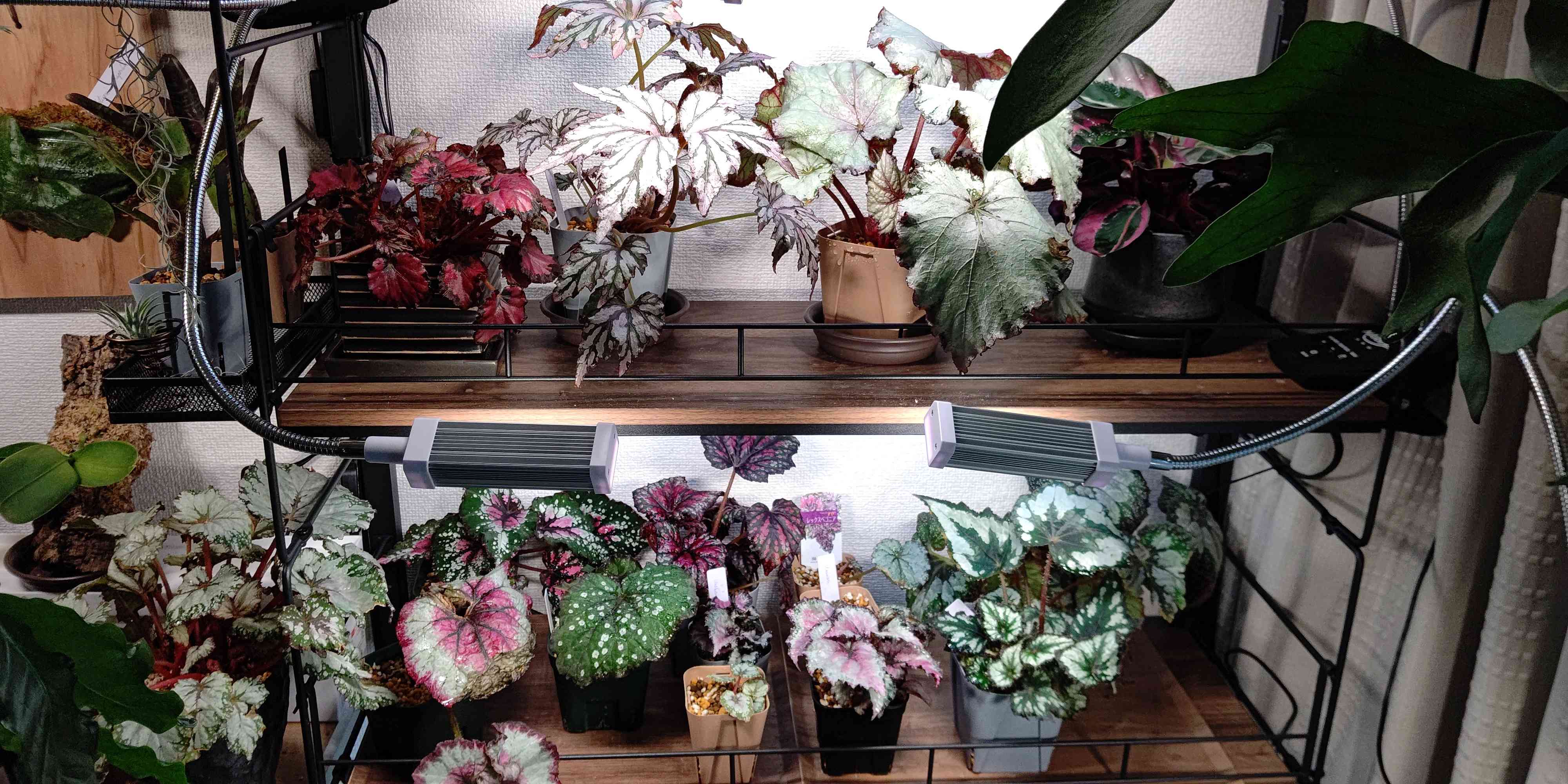 レックスベゴニア｜🍀GreenSnap（グリーンスナップ）