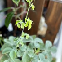 アデニア・グラウカ,多肉植物,旦那ちゃん産,アデニア属グラウカ,神奈川タニラーの画像