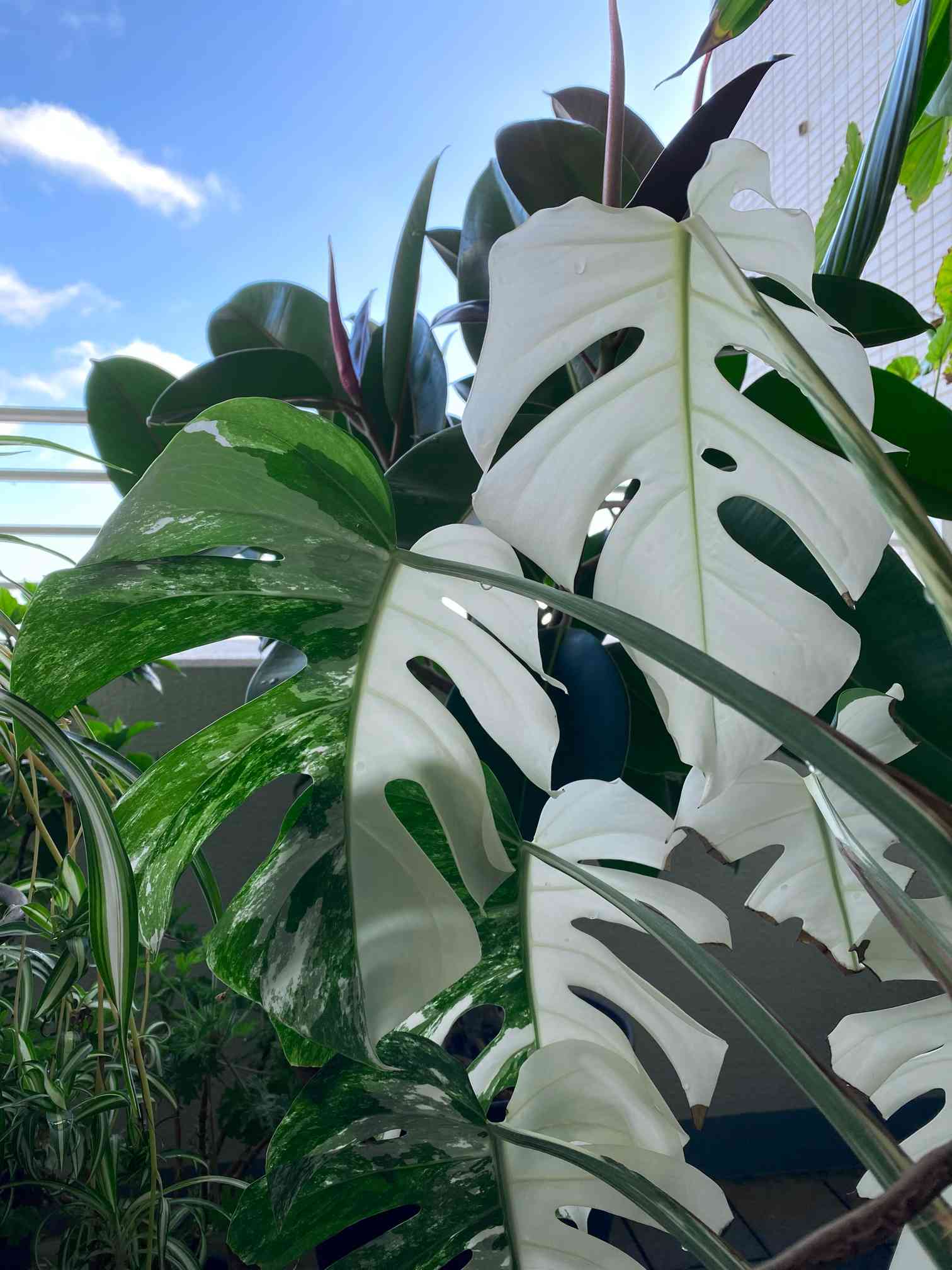 小〜中型 モンステラ 緑と白の斑入り8枚の葉 小〜中型 モンステラ 緑と