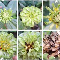 ジニア（百日草）,頑張って,元気になって〜,自分らしくね,健康は宝の画像