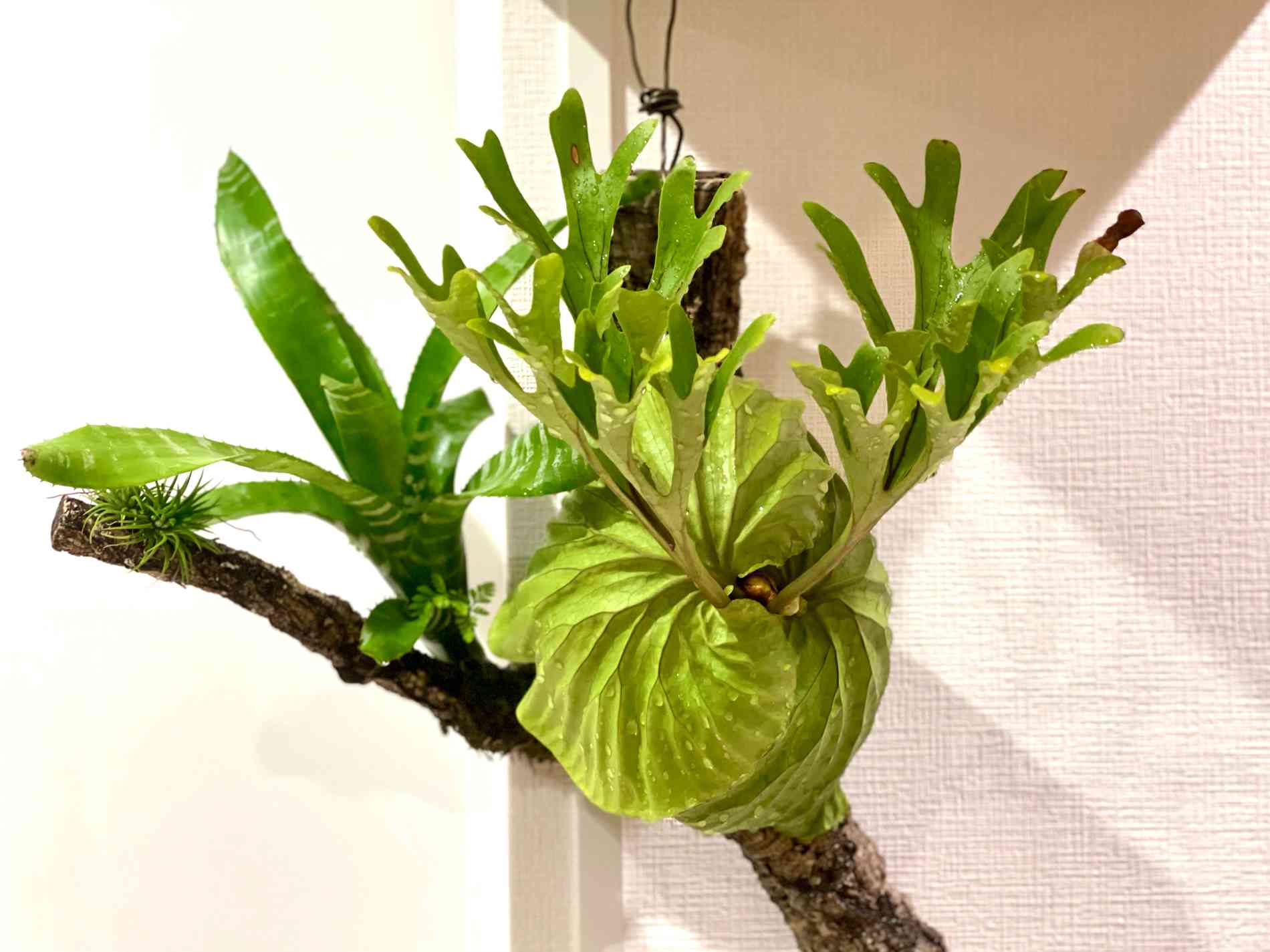 成長点の向き2 ビカクシダの森