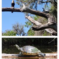 ウスネオイデス,野鳥,カメ,お出かけ先の画像