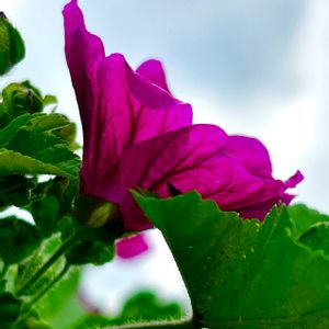 ハーブティー,好きな花,一生懸命,頑張り屋さん,がんに負けるな！の画像