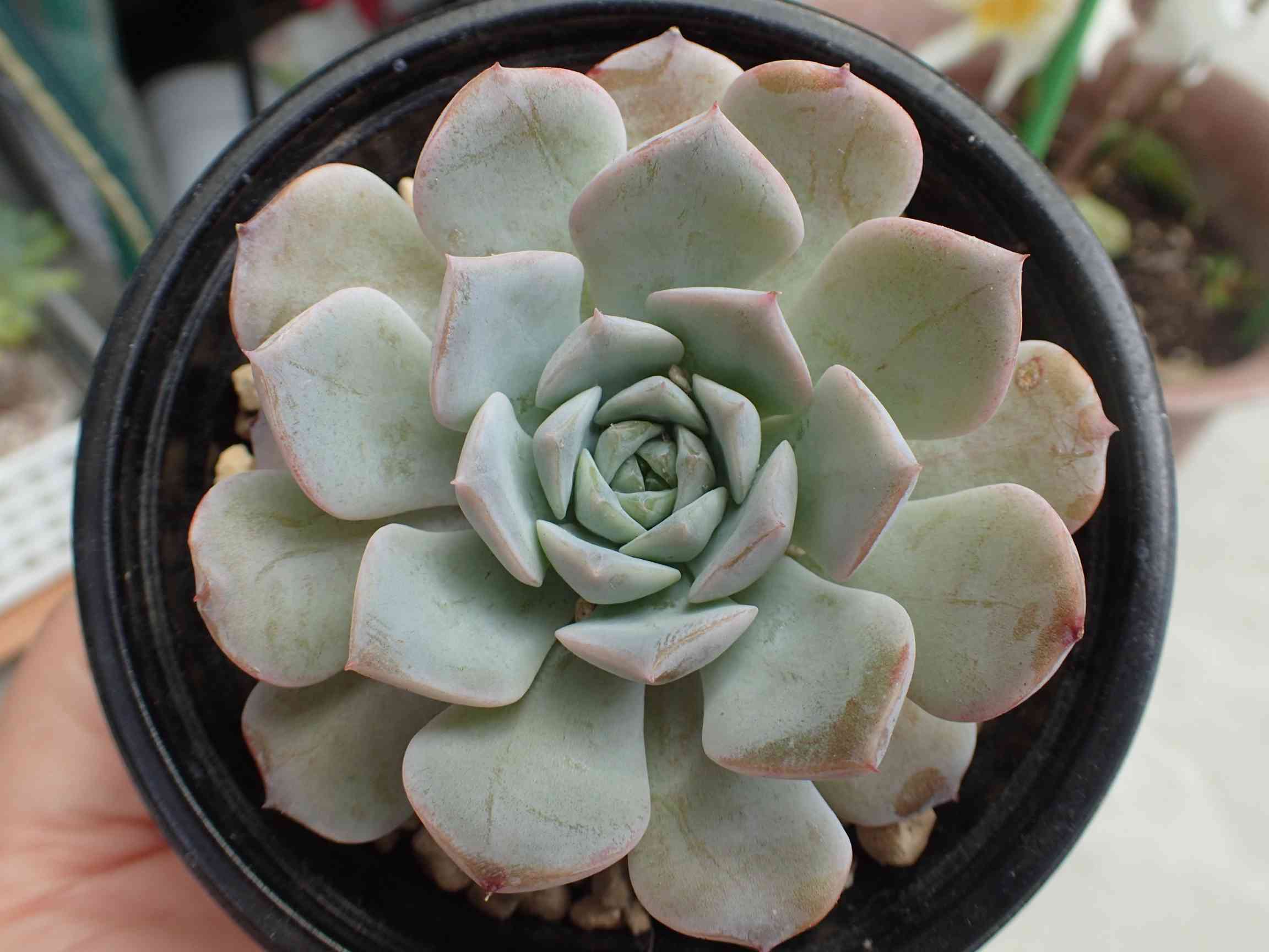 渥美園芸苗の一覧｜🍀GreenSnap（グリーンスナップ）