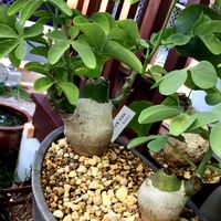 アデニア・グラウカ,塊根植物,多肉植物,珍奇植物,小さな庭の画像