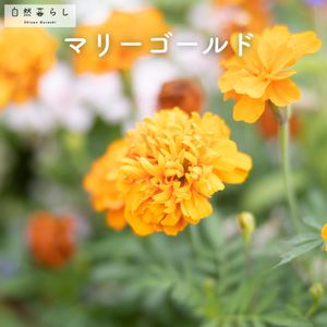 マリーゴールド,ガーデニング,花のある暮らし,植物のある暮らし,肥料の画像