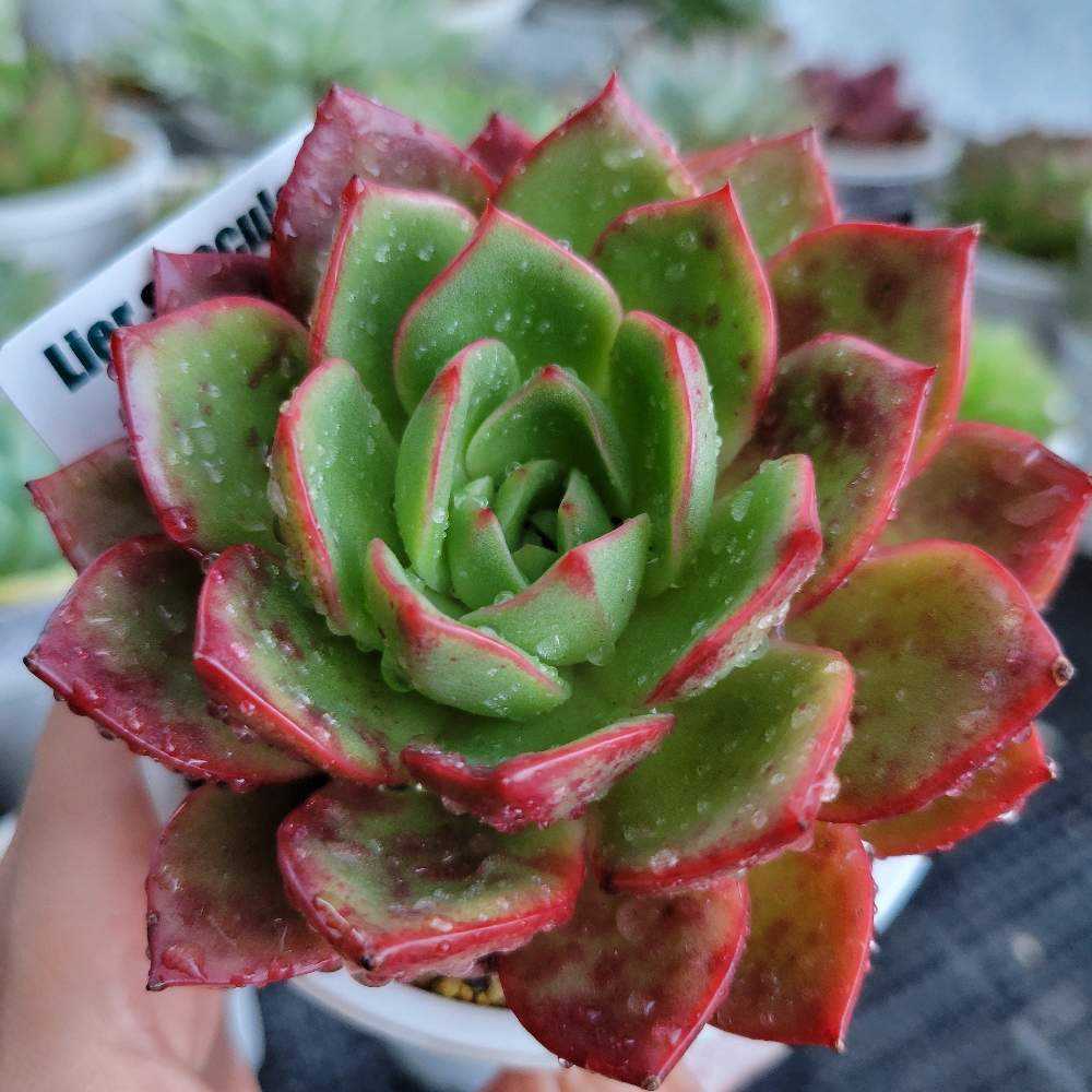 サル(tsunコレ)｜🍀GreenSnap（グリーンスナップ）