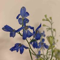 デルフィニウムの画像