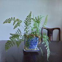 シノブ,観葉植物,山野草,部屋の画像