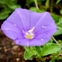 コンボルブルス,お出かけ,北山緑化植物園,美しく青きドヨウの画像
