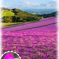 ペチュニア,GSのみなさんに感謝♡,❤️いいね、ありがとう,ピンクワールドへ ようこそ,oriの自由なピンクの日の画像