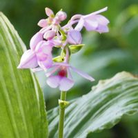 エビネ,エビネ,夏咲きエビネ,鉢植え,山野草の画像