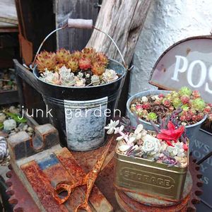 多肉中毒,多肉植物,Garden,サビサビ,癒しの画像