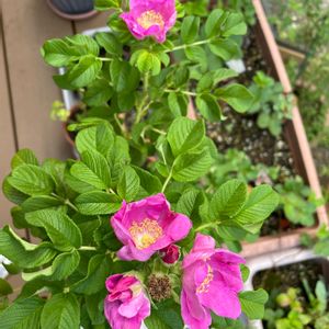 ハマナス,ハーブティー,実のなる植物,花のある暮らし,良い香り♡の画像