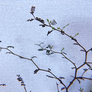 ソフォラ　リトルベイビー,ソフォラ,観葉植物,苔玉,成長記録の画像