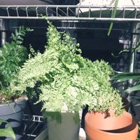 ネフロレピス マリサ,シノブ,観葉植物を楽しむ,ふわふわ,観葉植物の画像