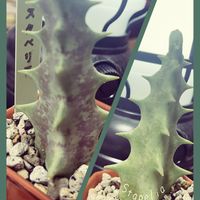 スタペリア,多肉植物,夜多肉✧︎,スタペリア属,teamチーバクン♡の画像