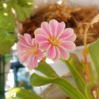 レウィシア,お花を楽しむ,ピンクの花,木から生まれた土モニター,種まきの画像