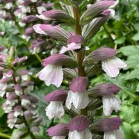 アカンサス,今日のお花,お出かけ先の画像