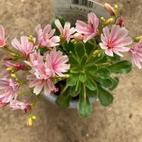 レウィシア,備忘録,がんばったね❣️,ありがとう,庭栽培中の画像