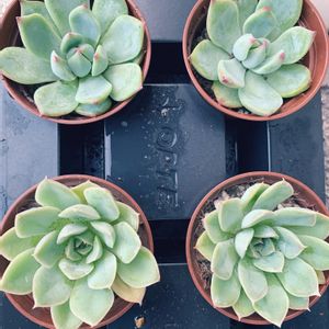 チワワエンシス,オウンスロー,多肉植物,エケベリア属,多肉植物のある暮らしの画像
