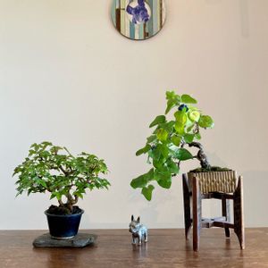 カエデ,アオツヅラフジ,盆栽,鉢植え,小品盆栽の画像