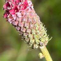 ワレモコウ,花壇,ガーデニング,山野草,バラ科の画像