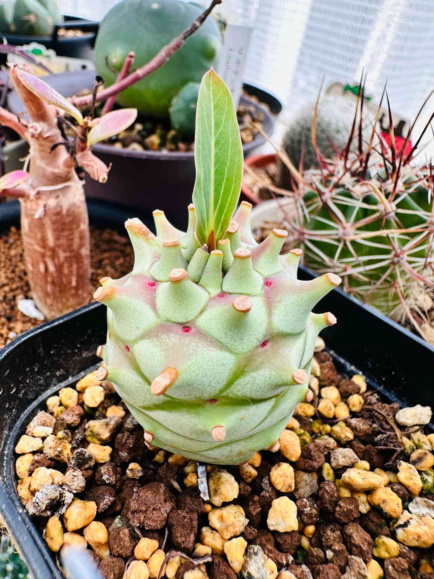 ユーフォルビア ロンギツベルクローサの一覧｜🍀GreenSnap