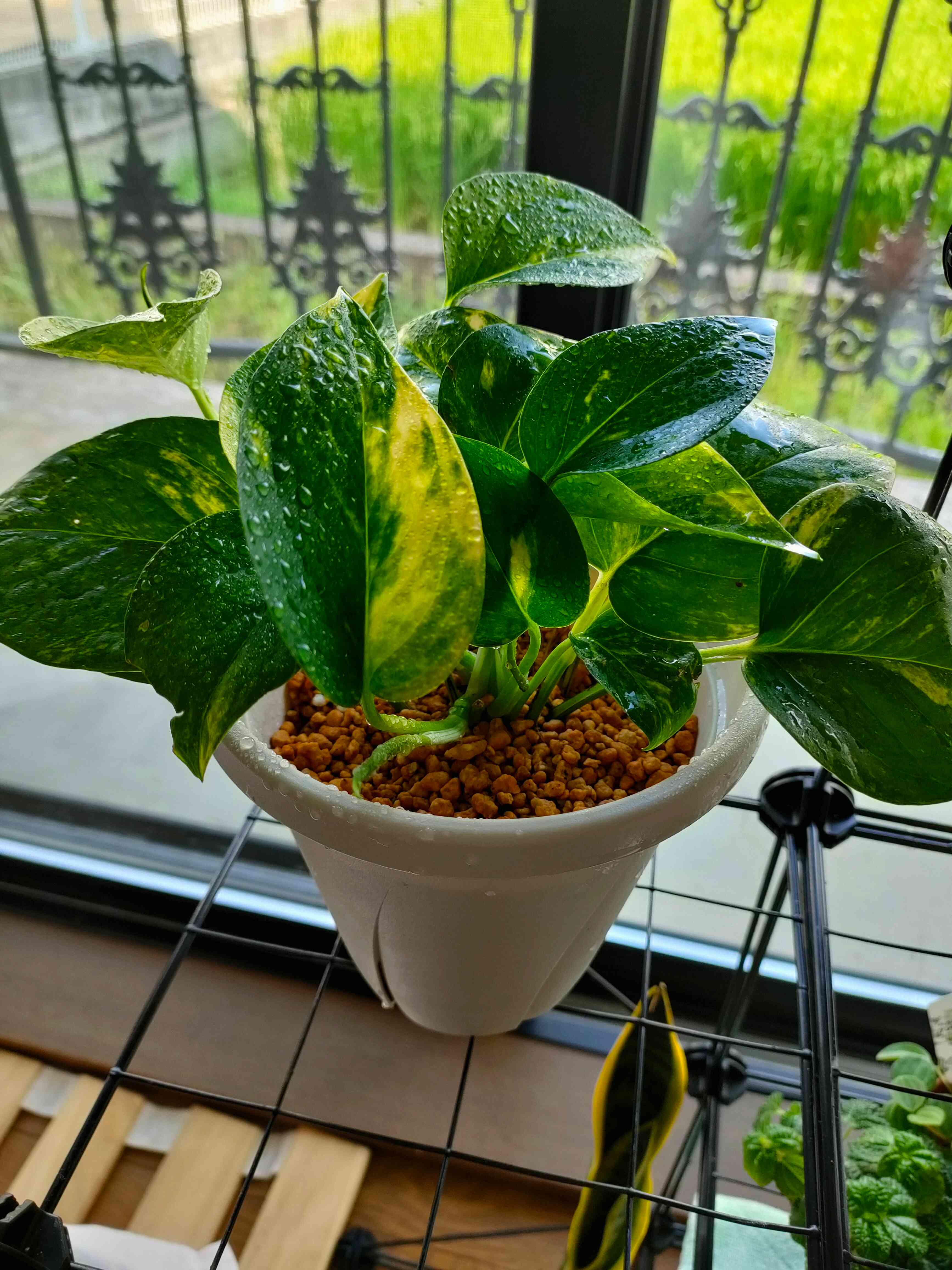 ポトスライムコンパクト 極散り斑入り でつ様専用 ポトス ライム