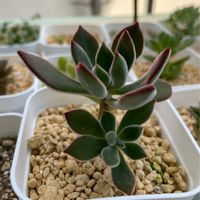 キンコウセイ,錦晃星,成長記録,多肉植物のある暮らし,多肉初心者の画像