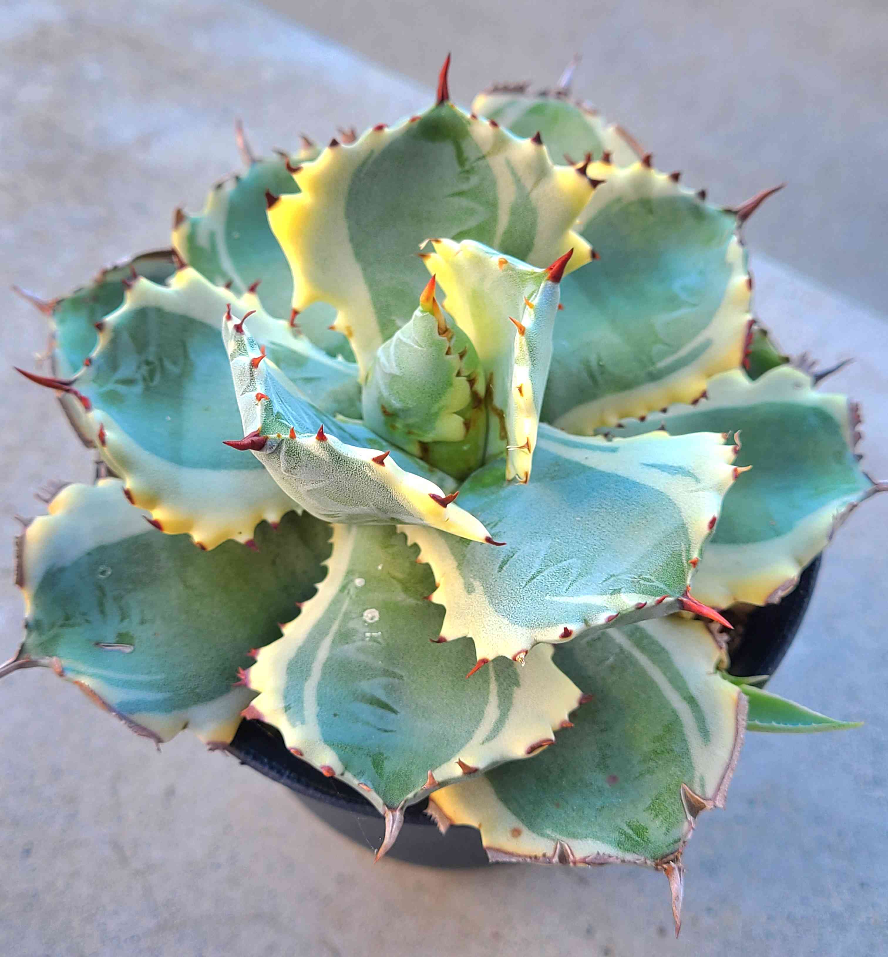 アガベ 兜蟹錦の害虫被害｜🍀GreenSnap（グリーンスナップ）