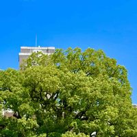 クスノキの画像