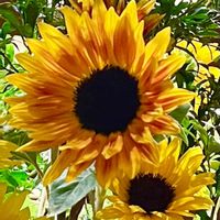 ヒマワリの画像