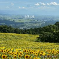 ヒマワリ,三ノ倉高原,スキー場,幸せの黄色いお花,ほんとうの空のある福島の画像