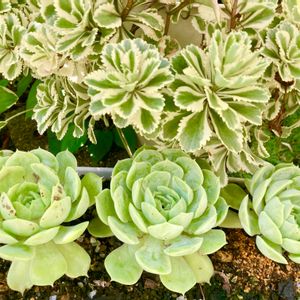 オウンスロー,アトランティス,多肉植物,鉢植え,多肉寄せ植えの画像