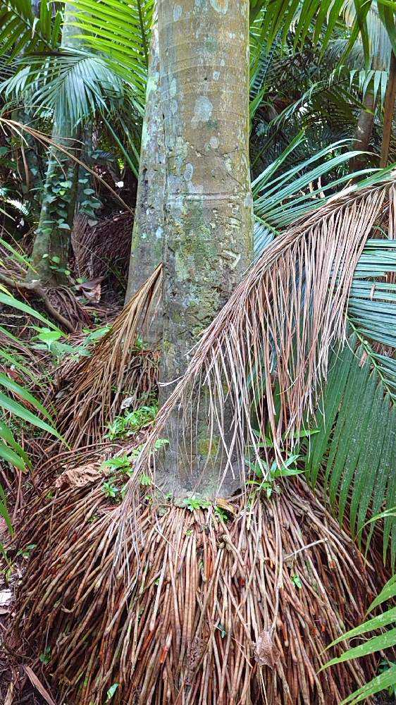 ヤシ記念館とヤエヤマヤシ群落@石垣島｜🍀GreenSnap（グリーンスナップ）