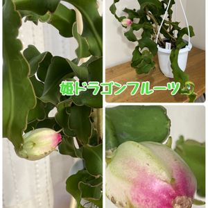 多肉植物,観葉植物,鉢植え,ギフト,実のなる植物の画像