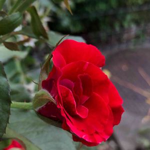バラ   フォース・オブ・ジュライ,花のある暮らし,ばら バラ 薔薇,平和を願う☆,植物がある暮らしの画像