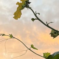 ヘチマ,つる性植物,黄色,雲仲間,木の実・草の実の画像