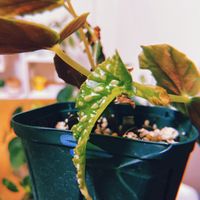 ベゴニア,木立ベゴニア,マクラータ,ベゴニア マクラータ,観葉植物の画像