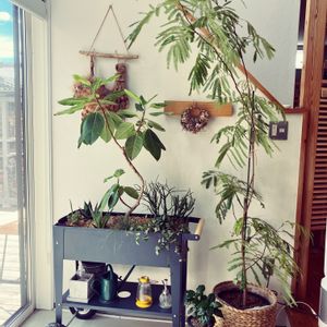 多肉植物,ジャンク雑貨,観葉植物,ジャンク,寄せ植えの画像