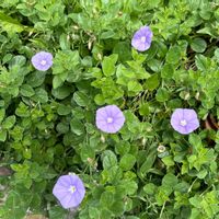 コンボルブルス,西洋ヒルガオ.,薄紫色の花,紫色の花,癒しの薄紫の画像