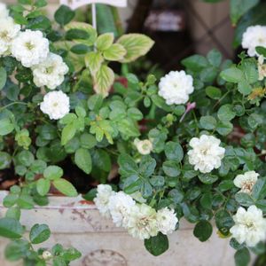 バラ,ミニ薔薇グリーンアイス,寄せ植え,鉢植え,花のある暮らしの画像