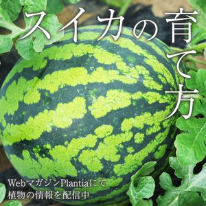 ガーデニング,夏野菜,植物のある暮らし,肥料,ハイポネックスの画像