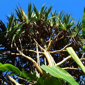 ビヨウタコノキ,石垣島,植栽,ホテルの庭,パンダヌス属の画像