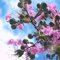 百日紅,二十四節気,小さな庭の画像